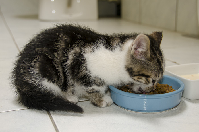 Inuït, mâle type européen tabby blotched et blanc estimé né 01/05/2013 Surprise3-3_zpsa630dfbb