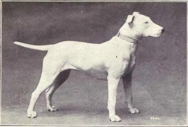 I just found out there's no such thing as an English staffy Bull_Terrier_from_1915