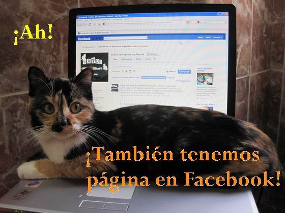 ¡Los Gatos de Esperanza Animal ya tienen página en Facebook! ResizeofEMILY20100328-223