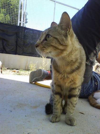 NÉFER: cruce romano y abisinio 2 añitos, abandonado por vacaciones. Extremadamente cariñoso. Palencia. ResizeofNFER20100819-016