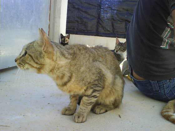 NÉFER: cruce romano y abisinio 2 añitos, abandonado por vacaciones. Extremadamente cariñoso. Palencia. ResizeofNFER20100819-017