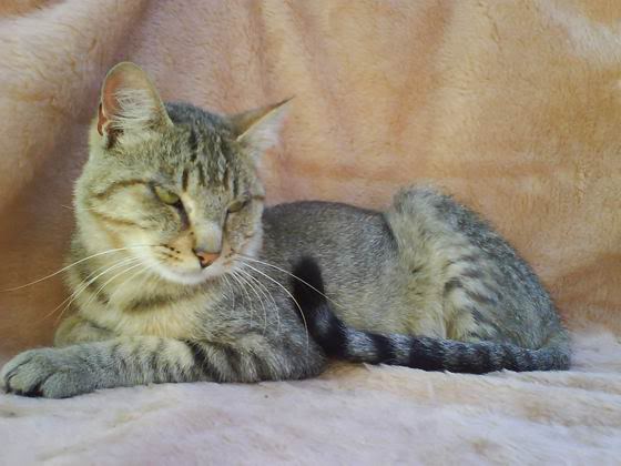 NÉFER: cruce romano y abisinio 2 añitos, abandonado por vacaciones. Extremadamente cariñoso. Palencia. ResizeofNFER20100919-018