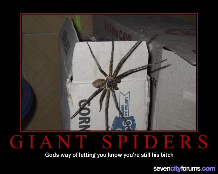 Random funny pics  Giantspiders