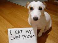 Funny pic thread - Page 2 Eatpoop