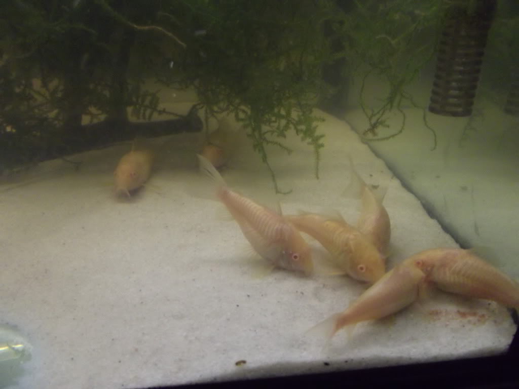 A minha 2ª tentativa de reprodução de corydoras Sterbay - desta vez é a sério 7MAR12019