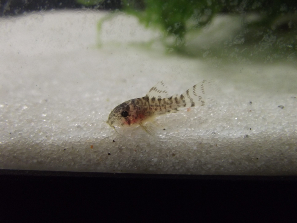 A minha 2ª tentativa de reprodução de corydoras Sterbay - desta vez é a sério - Página 8 01SET12003