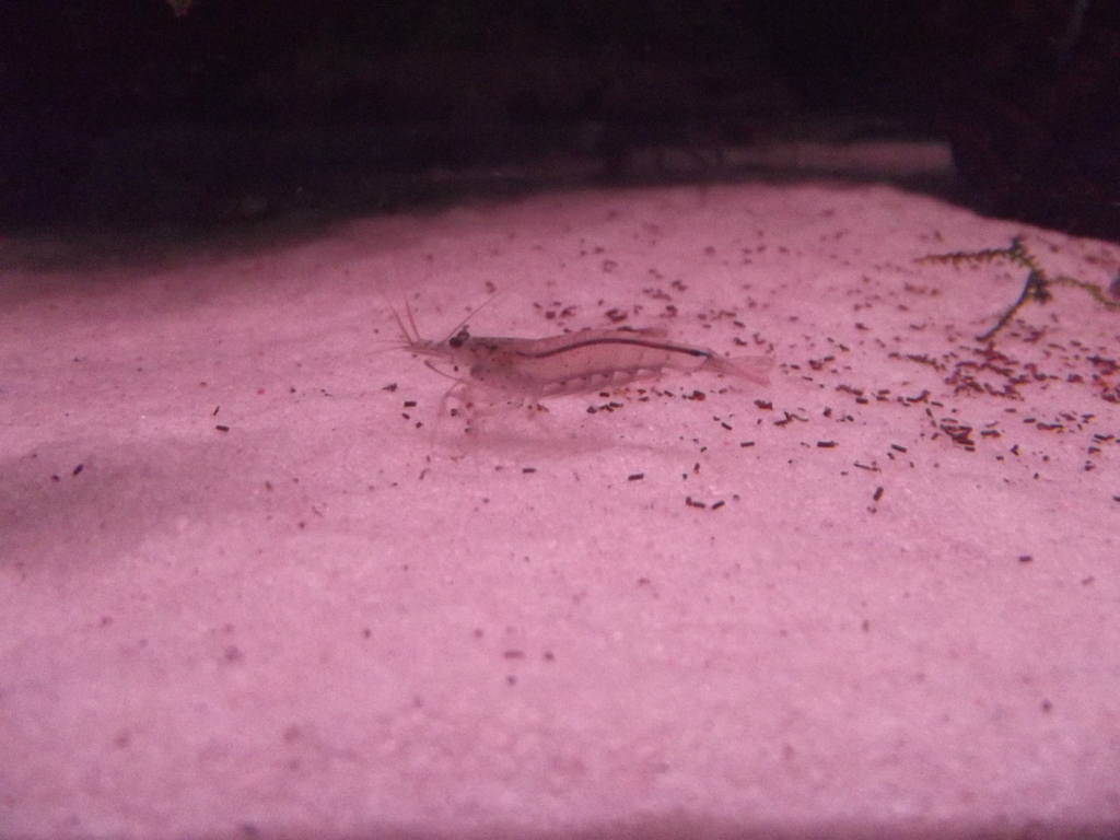 A minha 2ª tentativa de reprodução de corydoras Sterbay - desta vez é a sério - Página 8 01SET12015