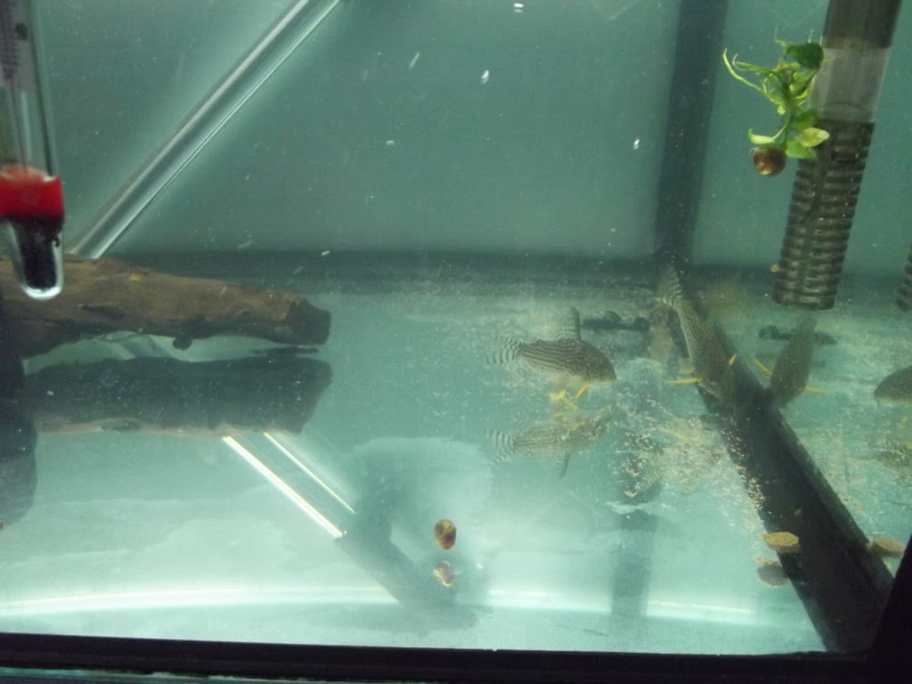 A minha 2ª tentativa de reprodução de corydoras Sterbay - desta vez é a sério 07abr038