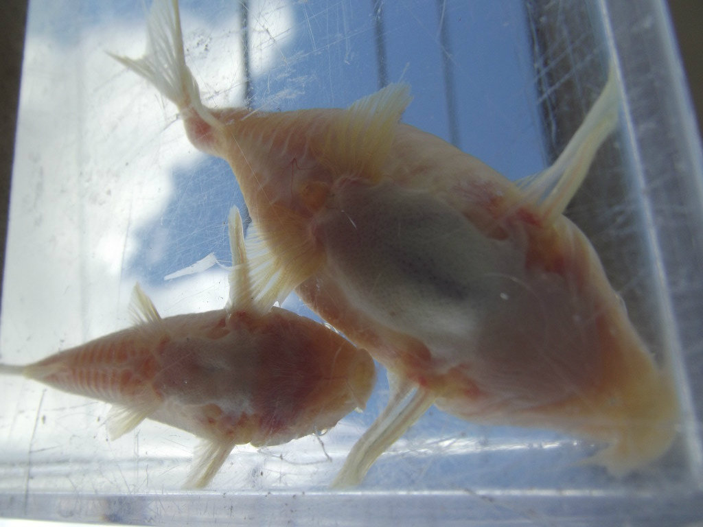 A minha 2ª tentativa de reprodução de corydoras Sterbay - desta vez é a sério - Página 8 15AGO12004