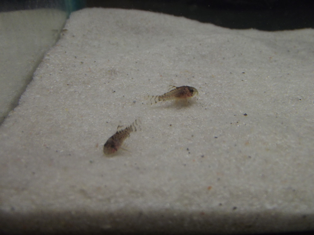 A minha 2ª tentativa de reprodução de corydoras Sterbay - desta vez é a sério - Página 8 15AGO12006