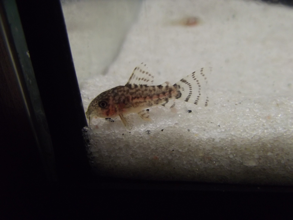 A minha 2ª tentativa de reprodução de corydoras Sterbay - desta vez é a sério - Página 8 15AGO12007