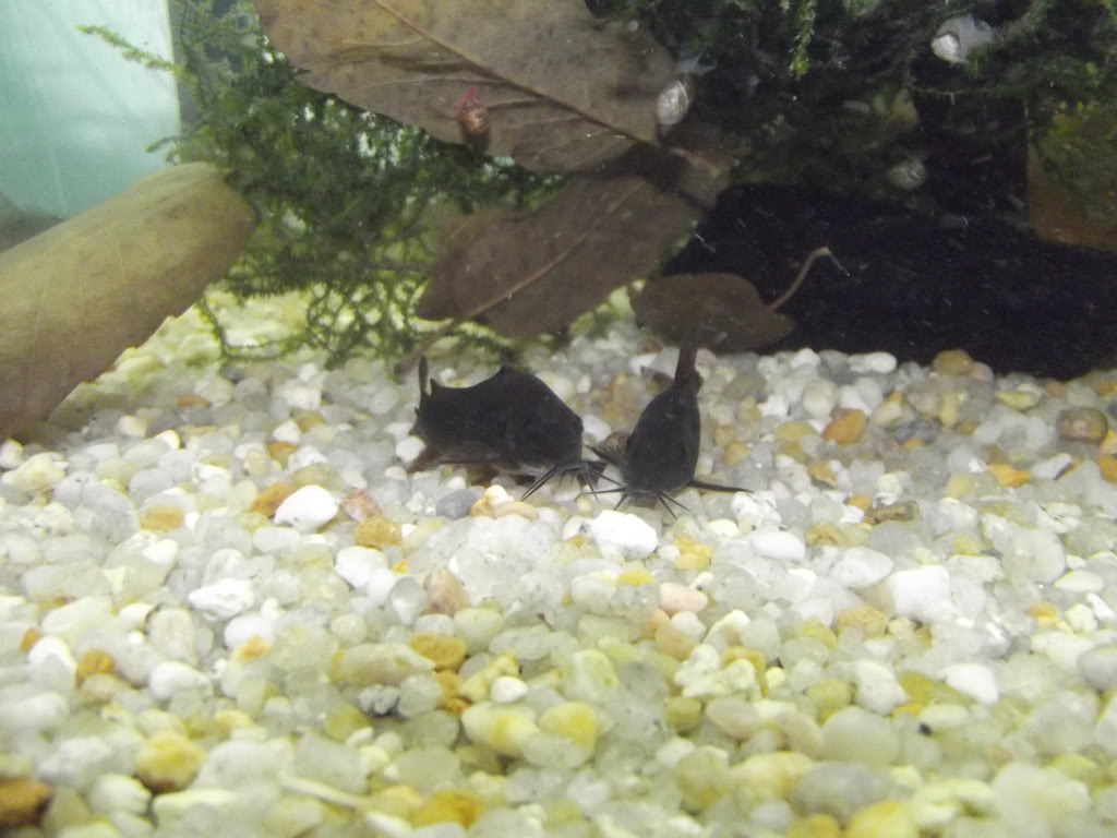 A minha 2ª tentativa de reprodução de corydoras Sterbay - desta vez é a sério - Página 2 21MAI019