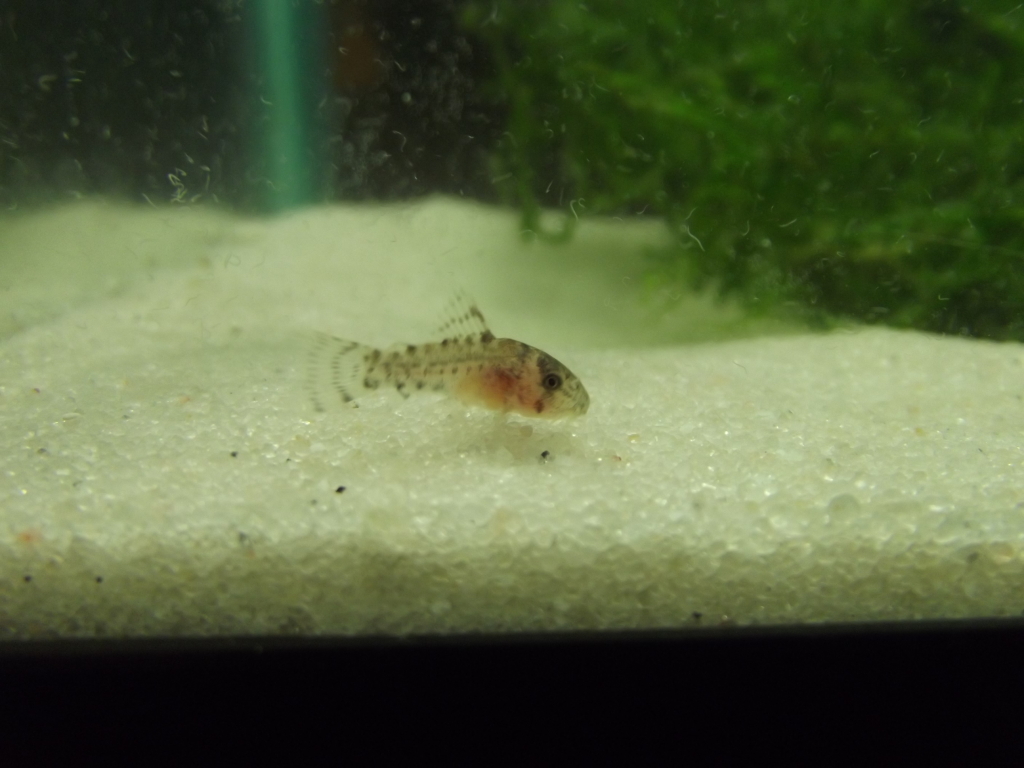 A minha 2ª tentativa de reprodução de corydoras Sterbay - desta vez é a sério - Página 7 29JUL12002