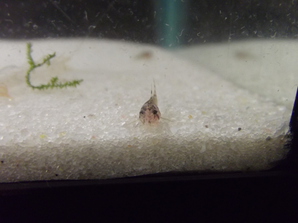 A minha 2ª tentativa de reprodução de corydoras Sterbay - desta vez é a sério - Página 7 29JUL12003