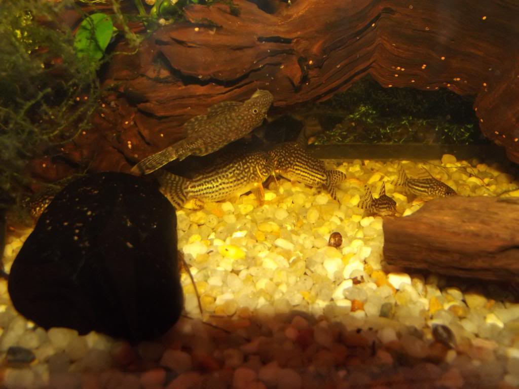 A minha 2ª tentativa de reprodução de corydoras Sterbay - desta vez é a sério - Página 9 28Out12048