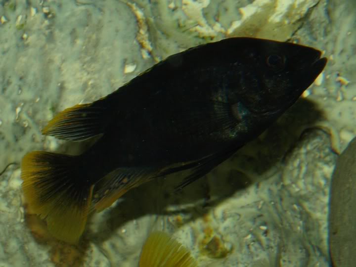 lithochromis xantopteryx P9167364