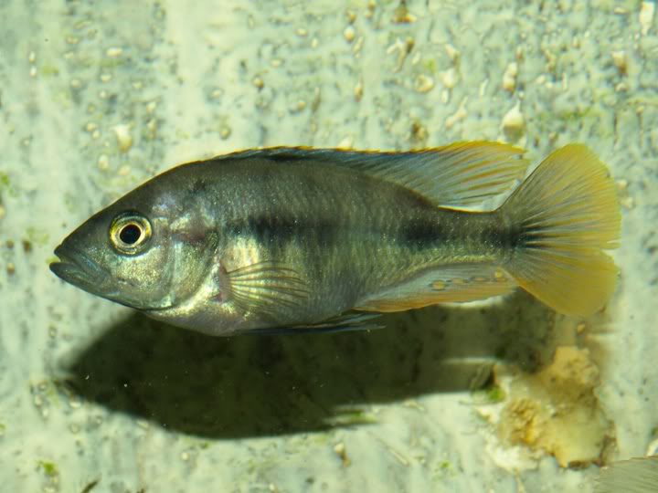 lithochromis xantopteryx P9167365