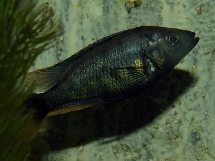 lithochromis xantopteryx P9167368