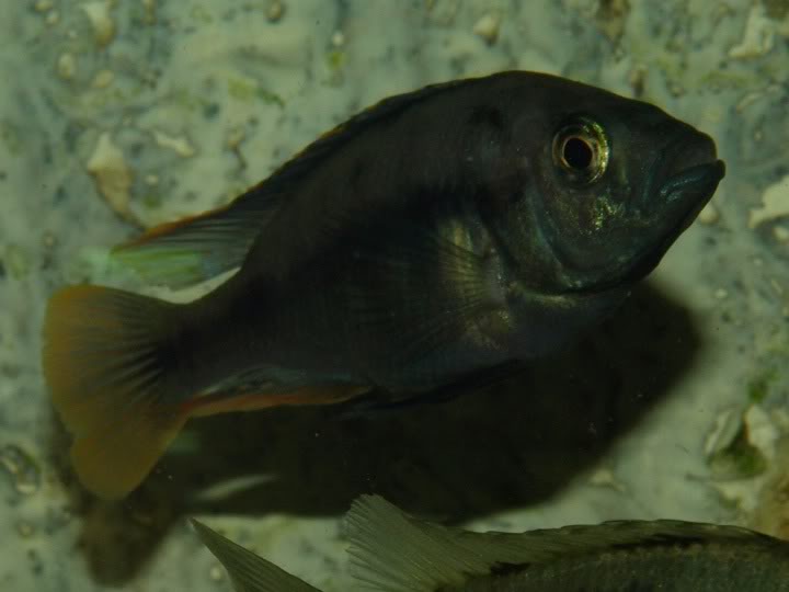 lithochromis xantopteryx P9167369