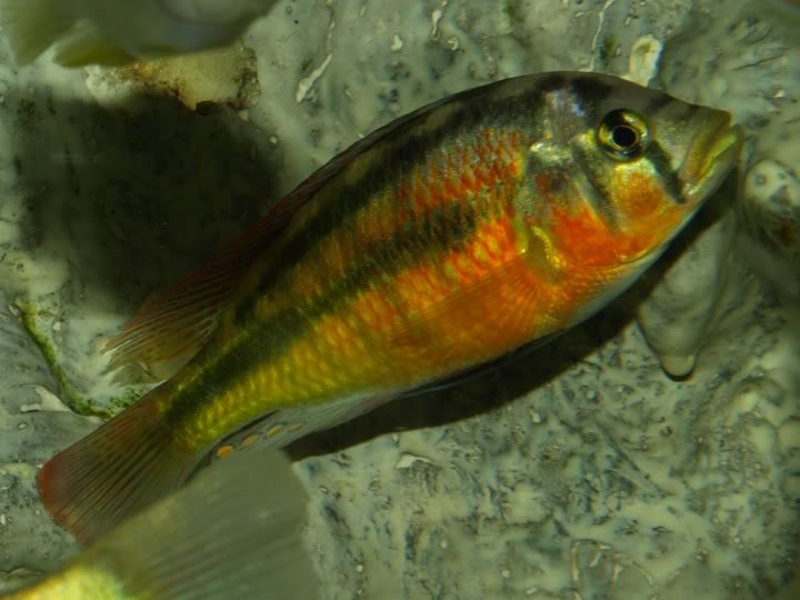 Haplochromis sauvagei Makobe P9167370