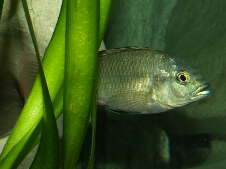 Haplochromis sp. "bukavu" P9167371