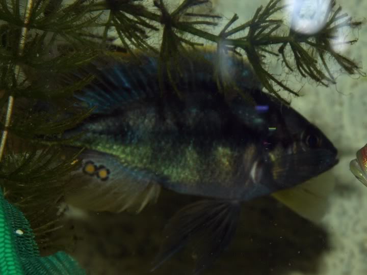 lithochromis xantopteryx P9167375