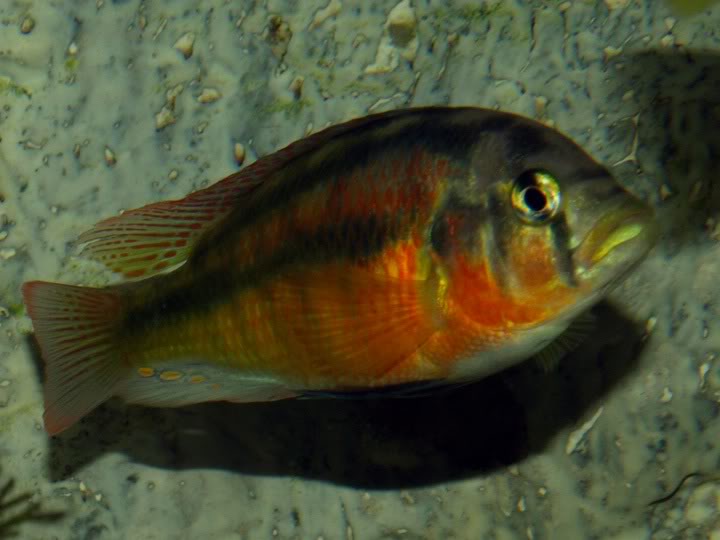 Haplochromis sauvagei Makobe P9167383