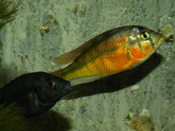 Haplochromis sauvagei Makobe P9167384