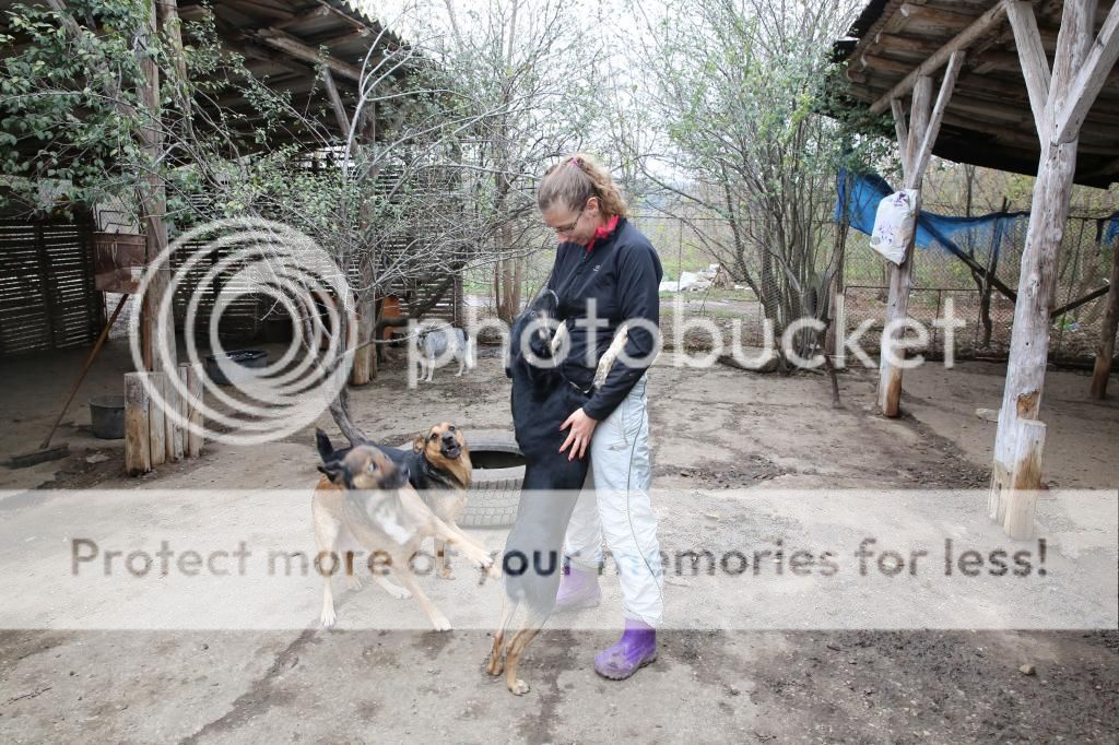 Sofia, puce très sociable, sauvée d'un raid des dog catchers, née en février 2013 HX9A4786_zps06d35a6e