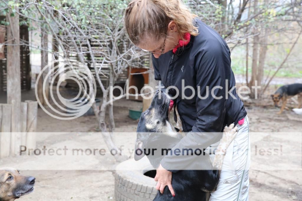 Sofia, puce très sociable, sauvée d'un raid des dog catchers, née en février 2013 HX9A4788_zpsfbb1a4f0