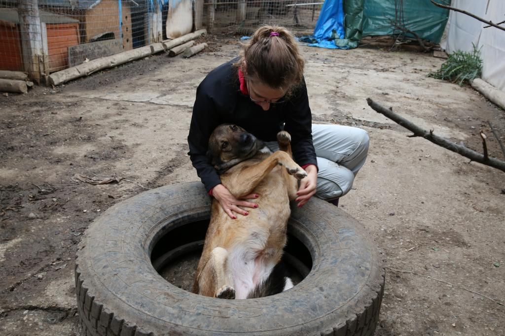 Penny, chienne née en 2006, récupérée à la fourrière !! - N'est plus à l'adoption - Page 2 HX9A4799_zpsa9a6ed70