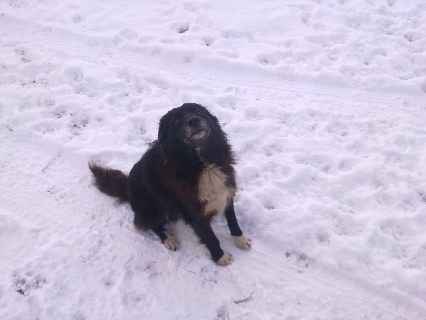 Spike, male, environ 5 ans, taille moyenne, poils longues 18122010287