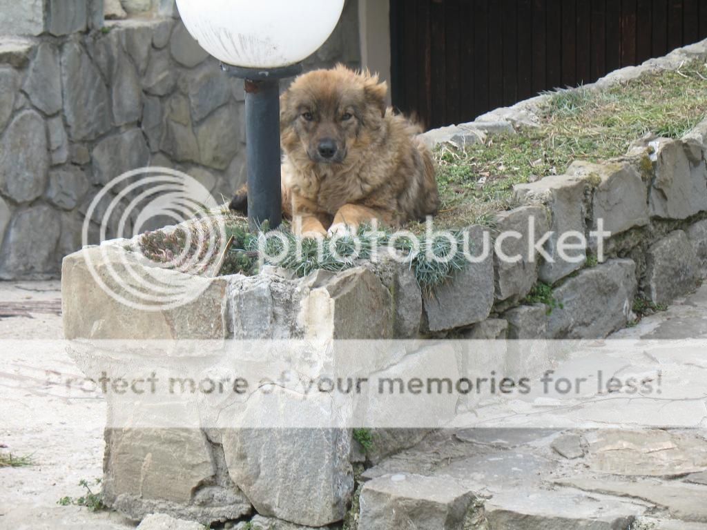 Lilou, petite rescapée, née en mai 2013 - ADOPTION SPECIALE IMG_2690_zpsb4d6f197