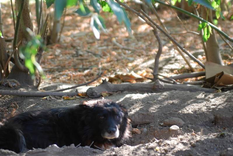 Spike, né en 2005, 7kg, très attaché à l'homme  3d51044a