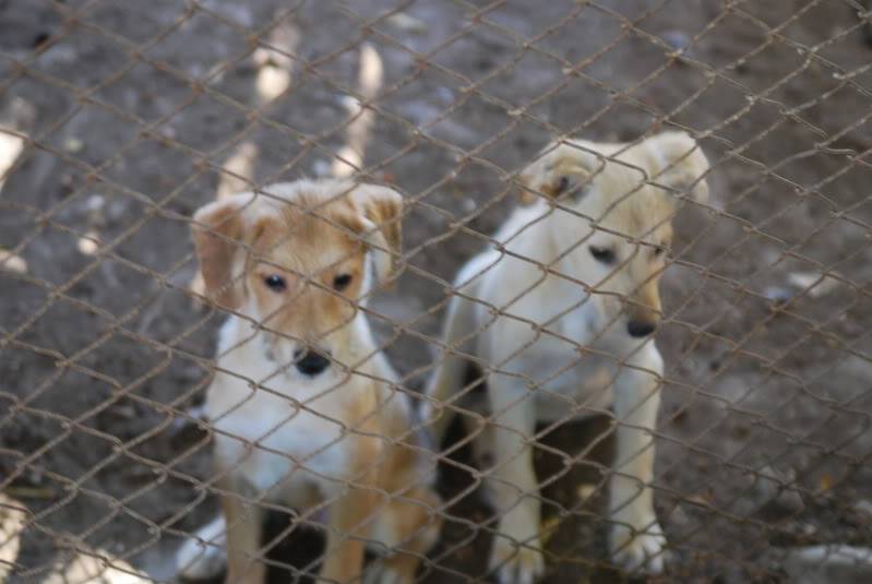 Bagou, un petit orphélin, un chiot très sociable qui a vite besoin de trouver une famille !!!! 4ef77426