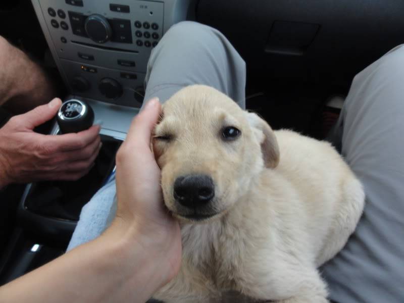 Bagou, un petit orphélin, un chiot très sociable qui a vite besoin de trouver une famille !!!! 7d6330f0