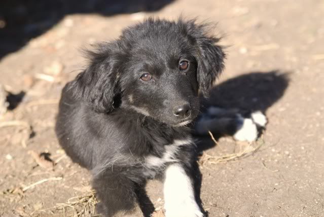 [ adopté! ]Romeo, ne en Aout, portee border, refuge de Marian CSC_4739