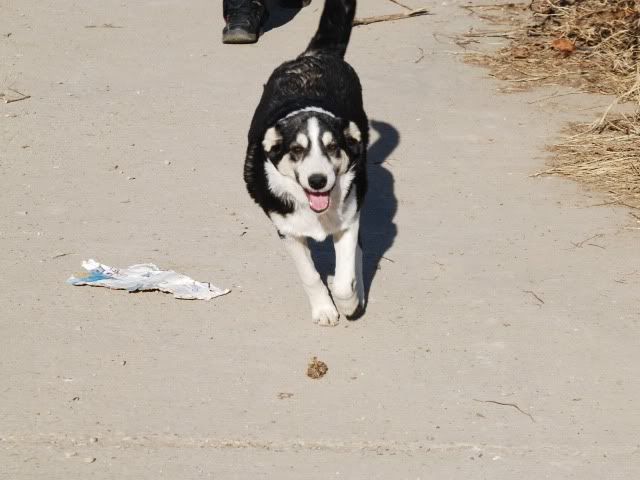 Fairy, petite femelle, nee en juin 2010, x huski (refuge d'Irina) CSC_4760