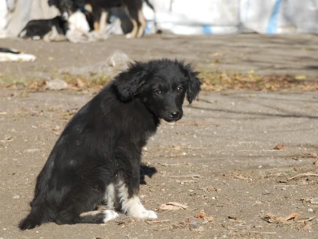 [ adopté! ]Romeo, ne en Aout, portee border, refuge de Marian CSC_4763