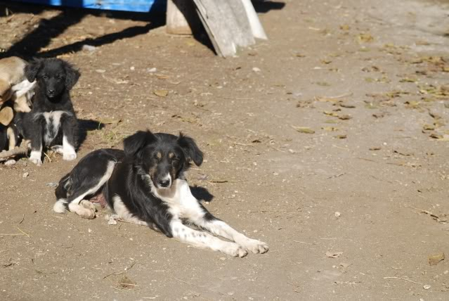 [ adopté! ]Romeo, ne en Aout, portee border, refuge de Marian DSC_4144