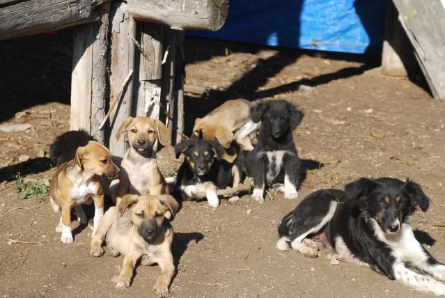 [ adopté! ]Romeo, ne en Aout, portee border, refuge de Marian DSC_4145