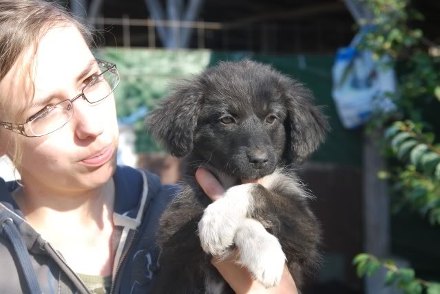 [ adopté! ]Romeo, ne en Aout, portee border, refuge de Marian DSC_4202