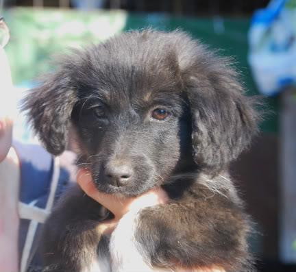 [ adopté! ]Romeo, ne en Aout, portee border, refuge de Marian DSC_4204-1