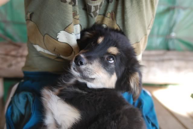 Ramos,devenu Skip croise border collie  (refuge irina) DSC_4416