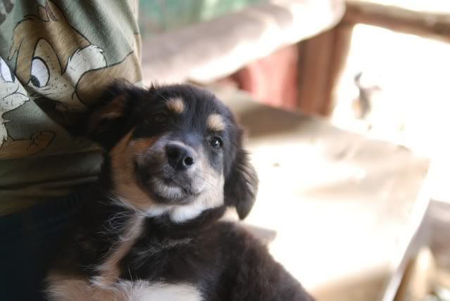 Ramos,devenu Skip croise border collie  (refuge irina) DSC_4417