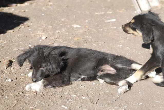 [ adopté! ]Romeo, ne en Aout, portee border, refuge de Marian DSC_4436