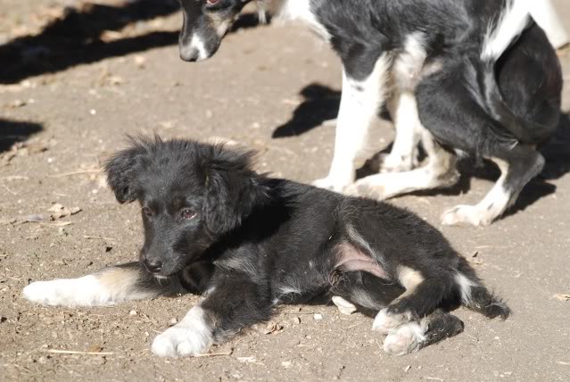 [ adopté! ]Romeo, ne en Aout, portee border, refuge de Marian DSC_4438