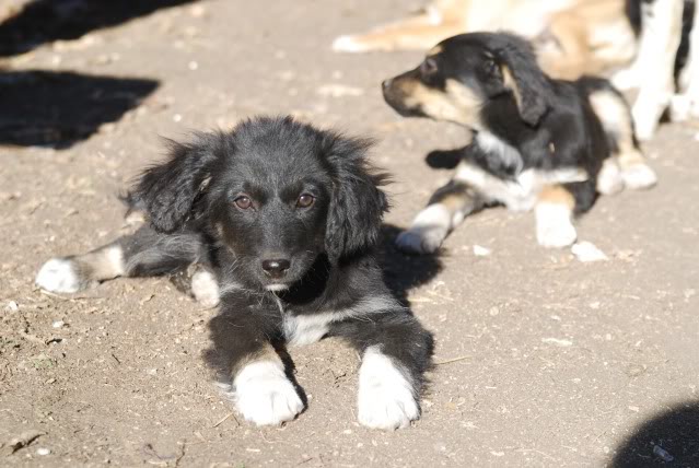 [ adopté! ]Romeo, ne en Aout, portee border, refuge de Marian DSC_4454