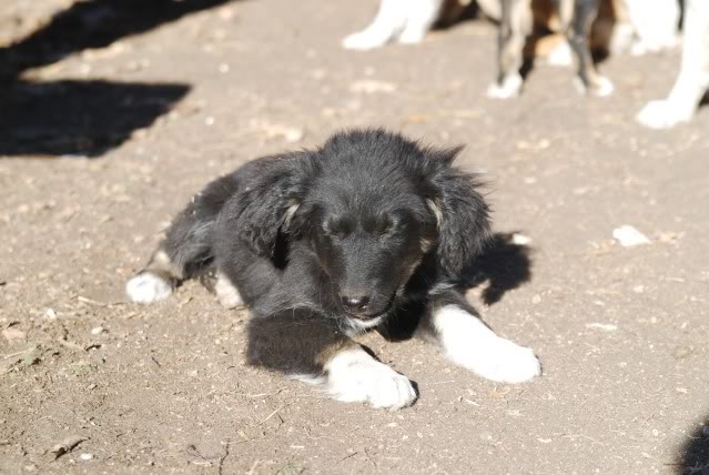 [ adopté! ]Romeo, ne en Aout, portee border, refuge de Marian DSC_4455