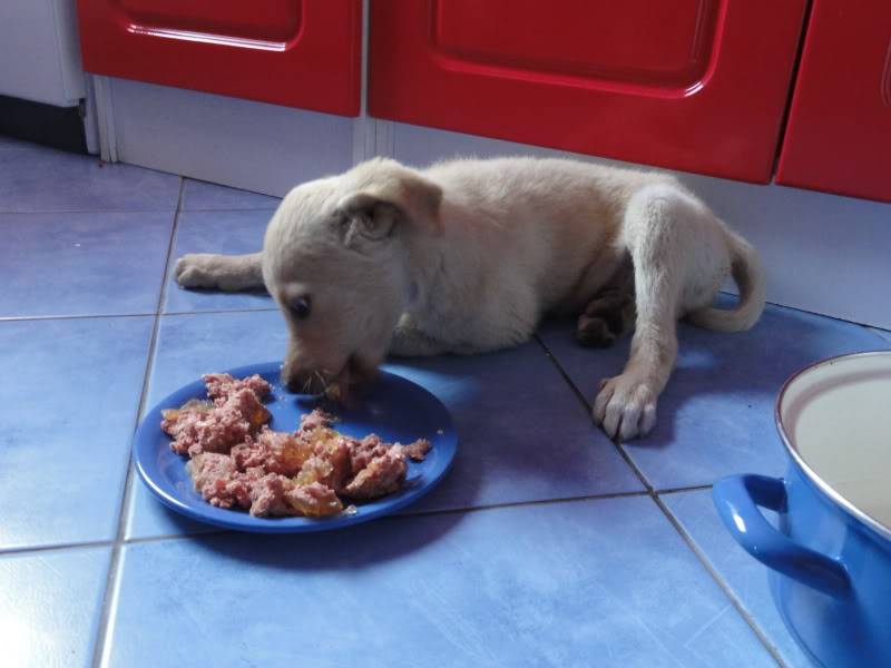 Bagou, un petit orphélin, un chiot très sociable qui a vite besoin de trouver une famille !!!! Aec62cb3